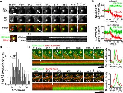 Mechanisms and Role of Dendritic Membrane Trafficking for Long-Term Potentiation